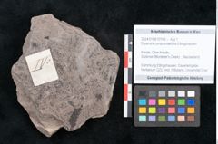 Foto (Objekt + Etikett) von Dryandra comptoniaefolia Ettingshausen (NHMW-GEO-2024-0188-10190)